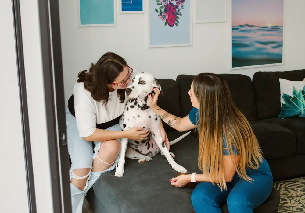 Veterinaria con uniforme azul y zapatos Andrómeda revisando a un perro dálmata